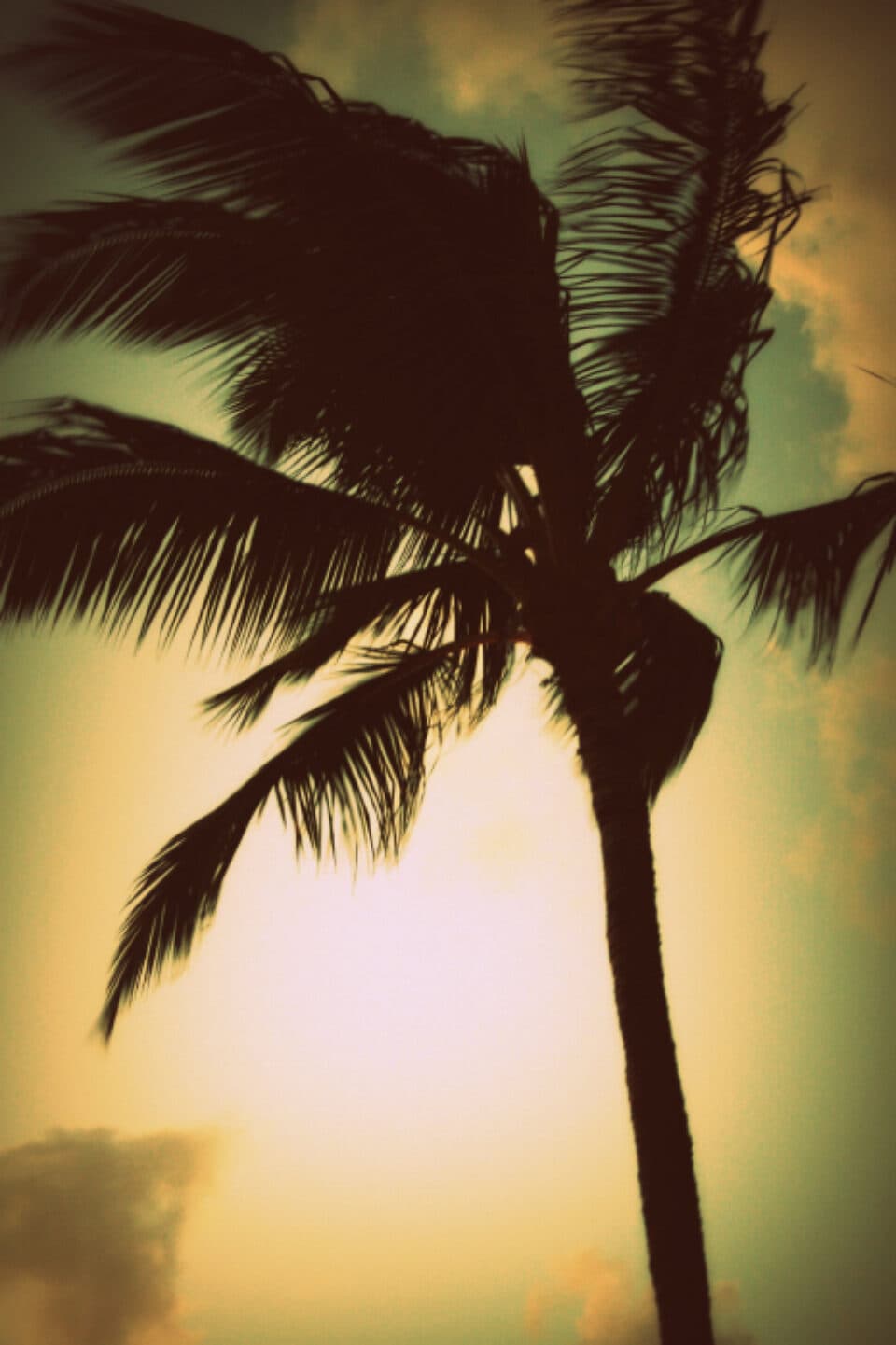 A coconut palm silhouetted against a golden sunset
